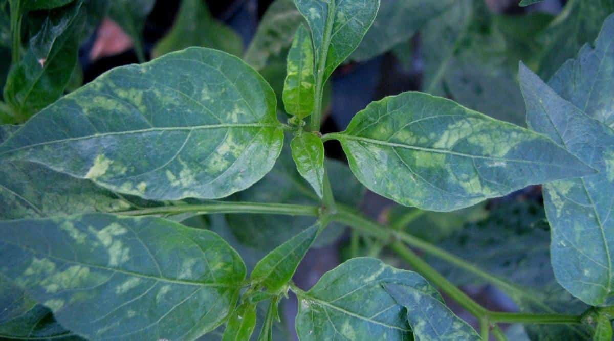 Vegetable Plant Leaves With Viral Infection