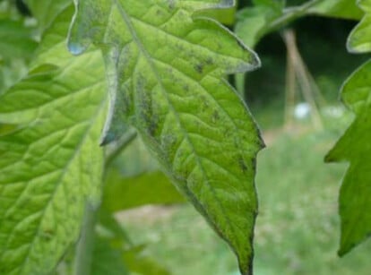 Tomato black spot on leaves caused by anthracnose