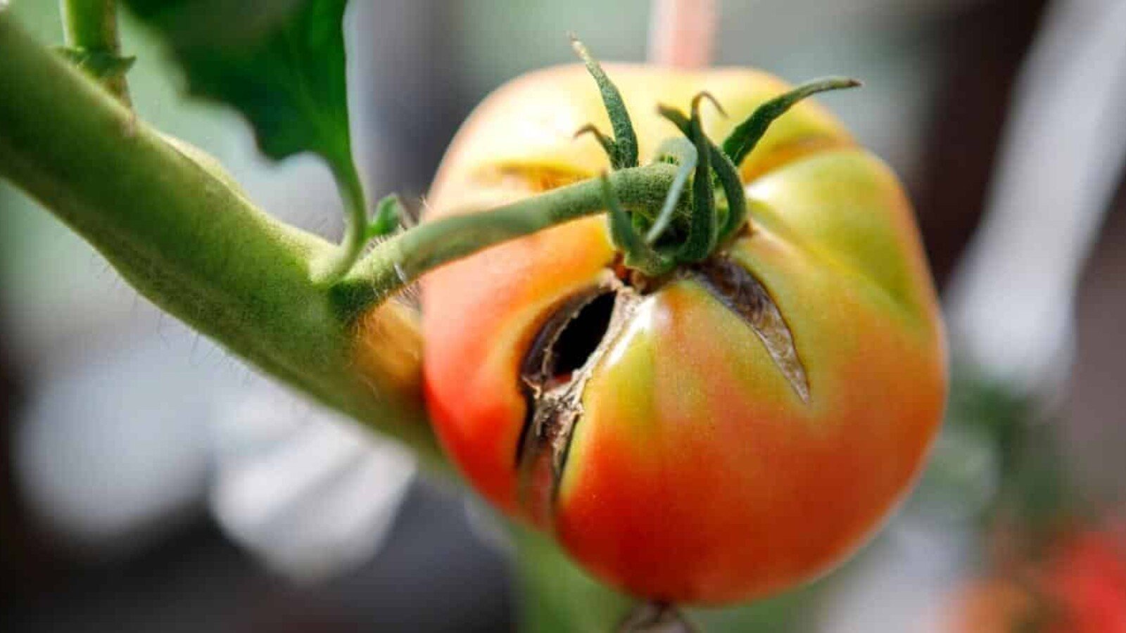 tomato diseases