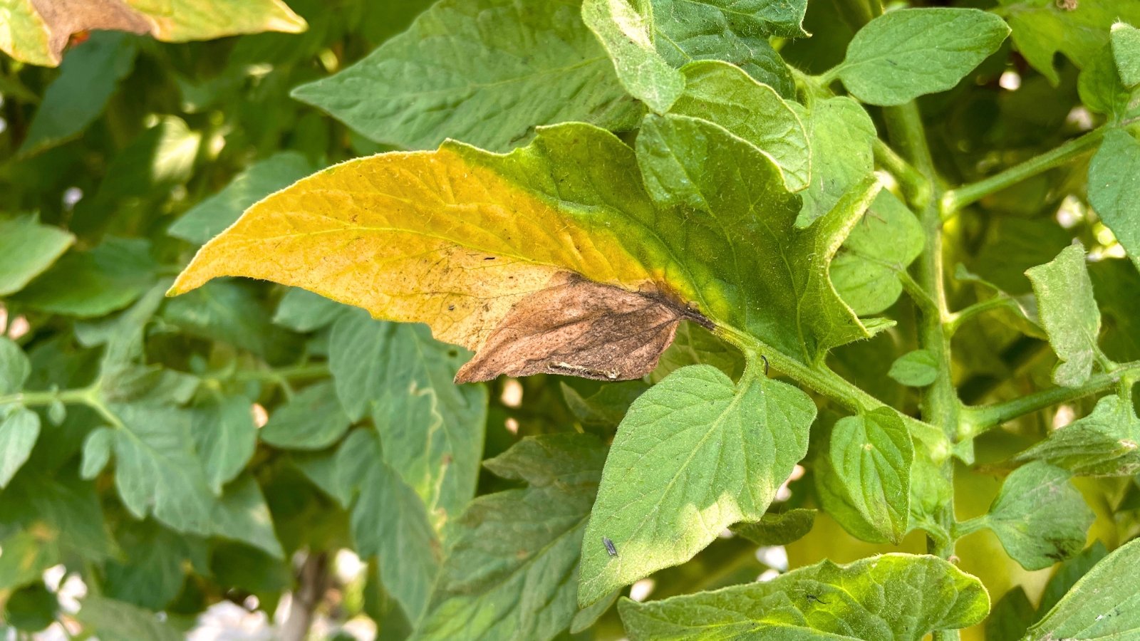 Tomato leaf showing dark, irregular spots with concentric rings and yellowing edges.
