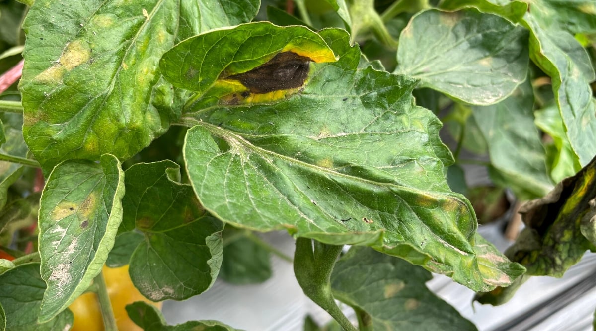 Close-up of the leaves of a tomato plant affected by Early Blight in the garden. The leaves are large, oval, green, with slightly serrated edges. The leaves have dark brown rotten spots with a yellow outline.