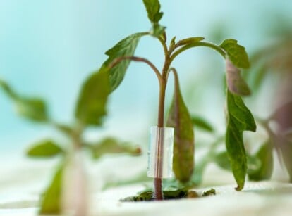 tomato grafting