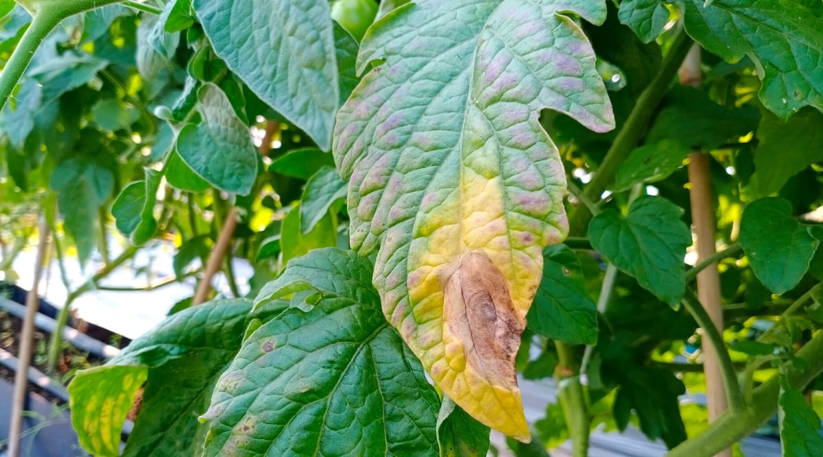Close-up of tomato leaves infected with Early Blight disease. The leaves are large, lanceolate, with coarsely serrated edges, dark green in color with yellow spots and a brown bullseye mark.