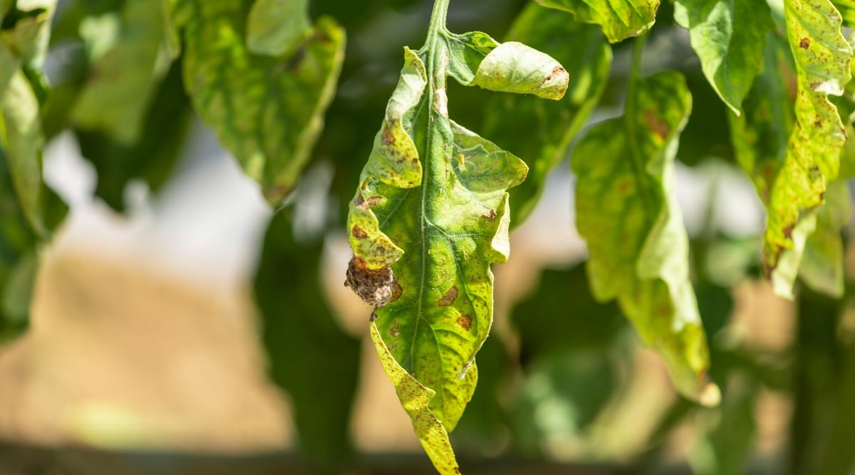 Close-up of wilted tomato leaves infected with Early Blight disease. The leaves are medium in size, oval, with serrated edges, slightly curled with dark brown small spots.