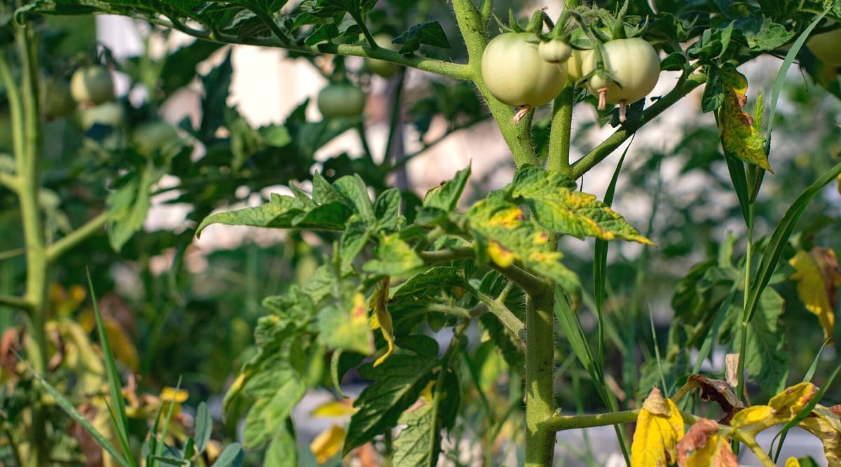 Close-up of a tomato plant in a garden bed affected by Early Blight. The plant has upright stems with compound pinnate leaves, which consist of oval green leaflets with serrated edges. The leaves are slightly wrinkled, covered with brown and yellow spots. The fruits are small, unripe, round, with a shiny pale green skin.