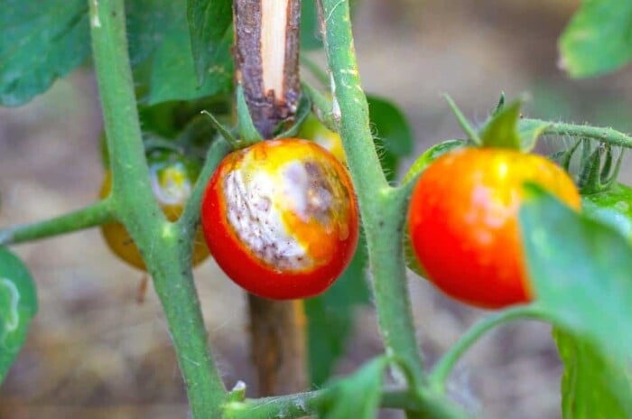 tomato problems