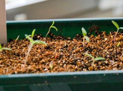 Close-up of a green plastic tray filled with soil from which tomato seeds are poorly, almost not germinating, some of the sprouted seedlings have thin stems and a pair of narrow green cotyledons.