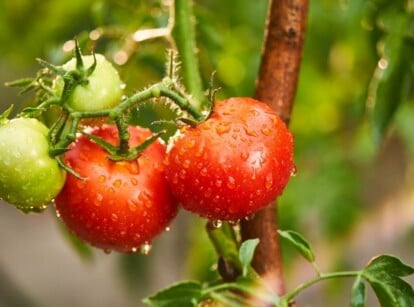 tomato watering