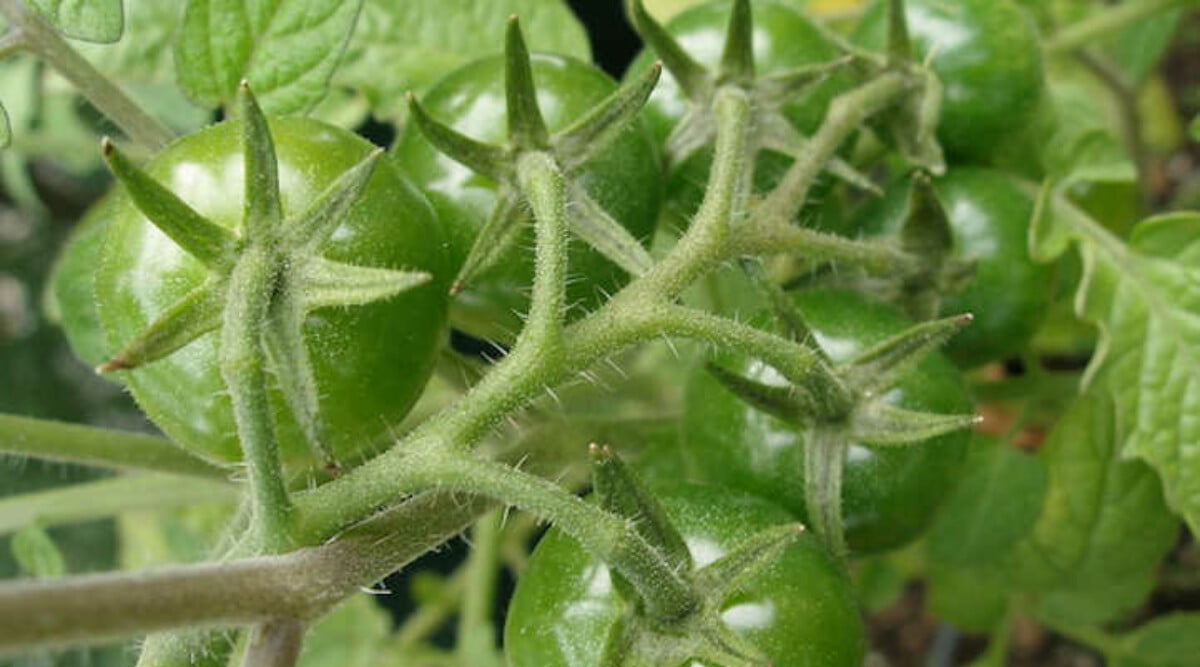 Top of tomato cluster