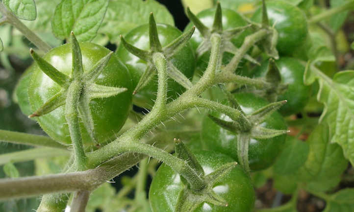 Top of tomato cluster