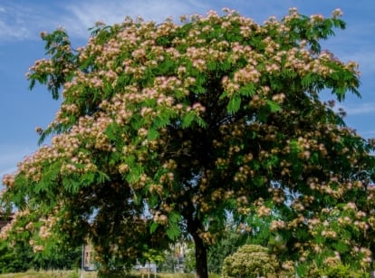 Spreading branches with fern-like leaves and fluffy pink pompom flowers on a tree you should never plant near house.