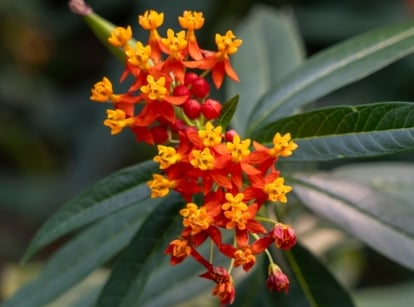 Shouldn't grow tropical milkweed, showing narrow, lance-shaped leaves and clusters of small, vibrant orange-yellow flowers.