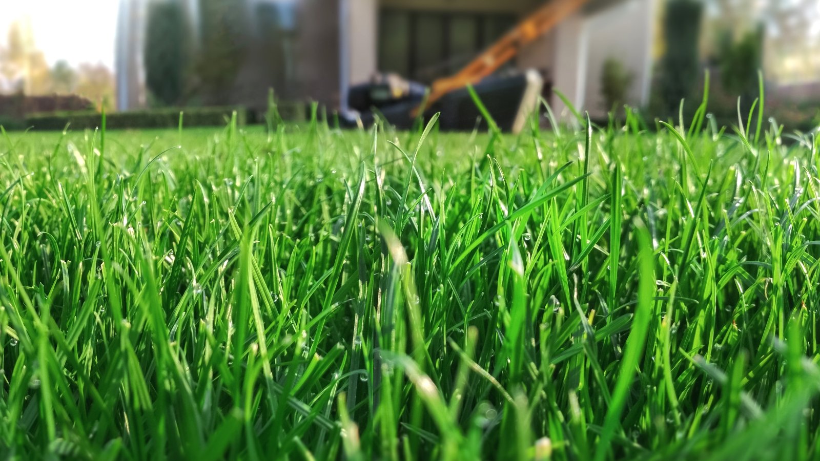 Dense, uniform green blades form a smooth, low-growing lawn surface with a finely textured appearance.
