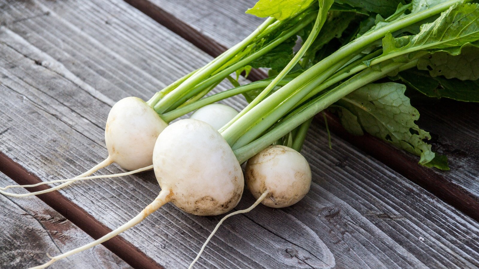 A close-up and overhead shot of several harvested White Lady crops, showcasing their white and round roots with their green tops still attached, all placed on top of a wooden surface