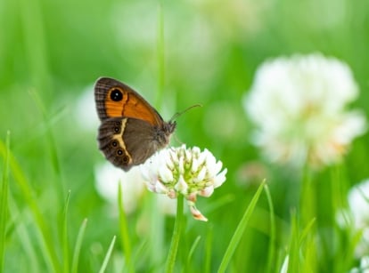 A delicate butterfly rests on a cluster of tiny white blossoms—one of the many underrated butterfly host plants—amidst a vibrant green grass.