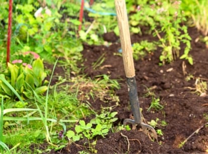 Using compost as mulch, a garden bed with various plants and crops covered with a layer of dark brown compost and with a pitchfork stuck into the soil.