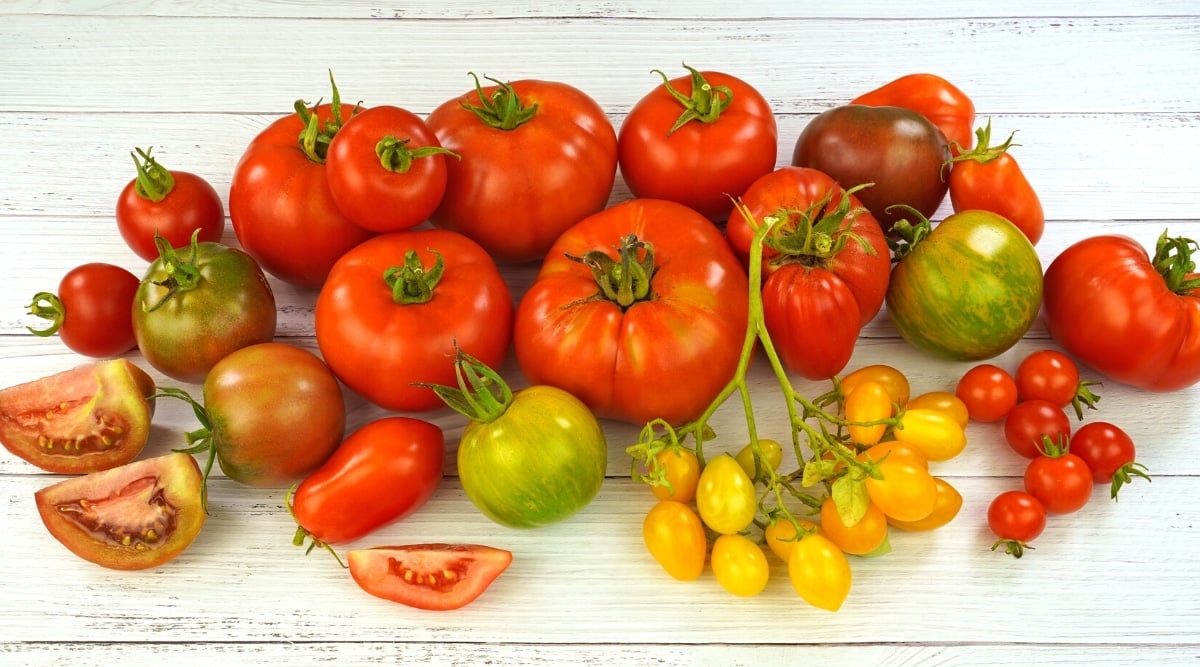 Image of various fruits of the same species but of different colors, sizes and shapes. All of them have a green calyx. From the left to the right: There are two slices of fruit, two red Roma fruits and 2 greenish-red fruits. Then there are 6 big, red fruits from which 2 are of the beefsteak variety. Under the beefsteak there is a smaller, green-yellow fruit and next to it a bunch of small orange-yellow fruits. Moving to the right side of the image there is a dark red and a greenish fruit, some red, small fruits, and one more beefsteak.