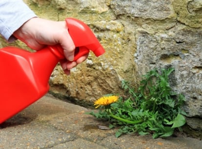 Acetum in a red spray bottle applied to small green leaves growing in cracks near a stone wall