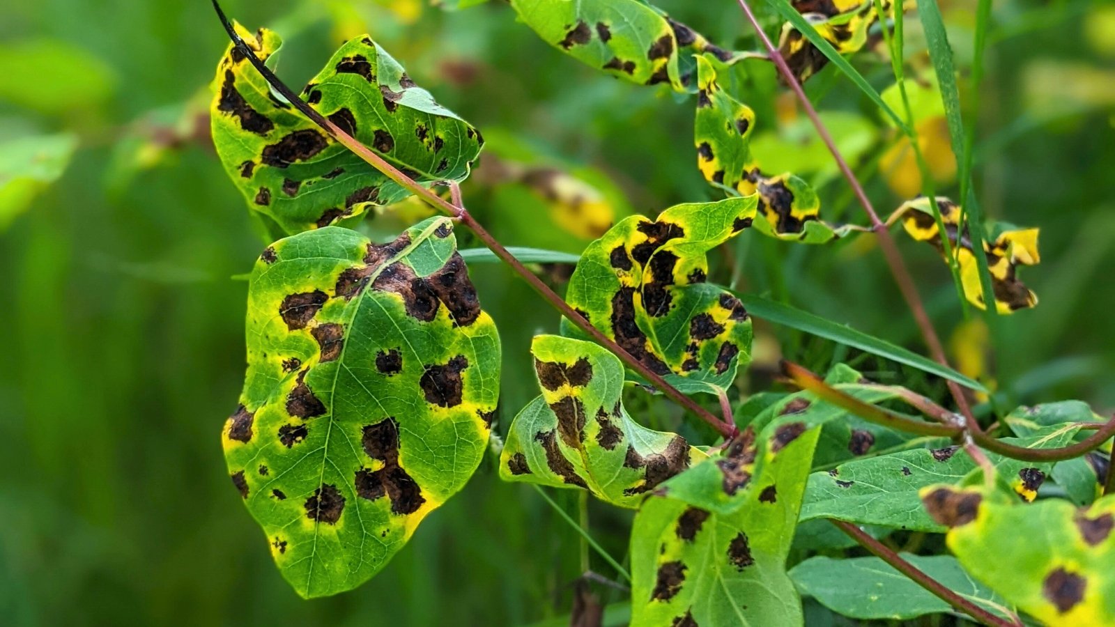 Virginia knotweed plant with green leaves displaying irregular brown spots and yellowing edges, indicating a leaf spot infection.
