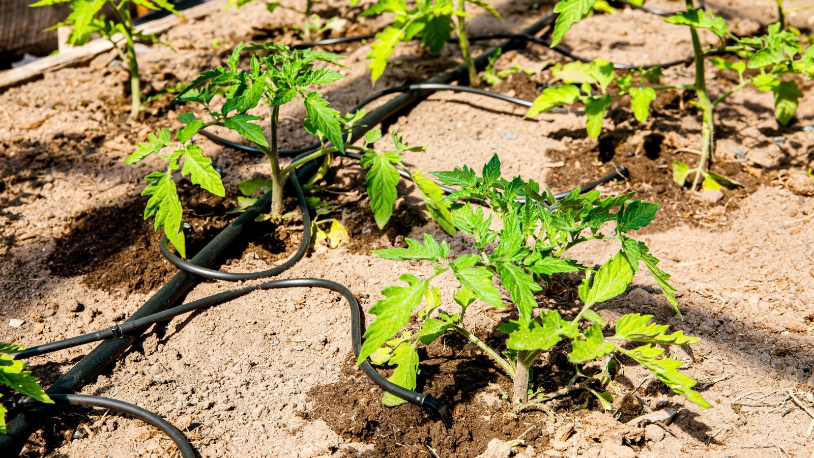 Rows of young tomato plants with serrated green leaves growing in a garden bed equipped with a drip irrigation system.
