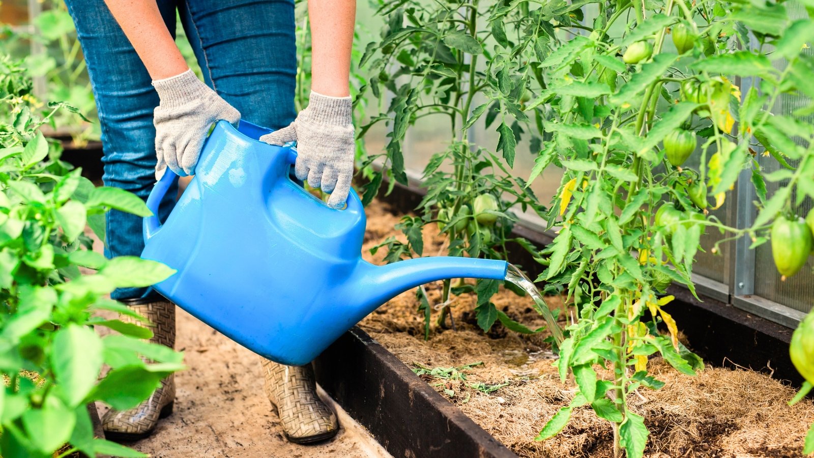 Female gardener with large blue watering can watering green ripening tomato plants with straw mulch showing watering mistakes that can kill tomatoes.
