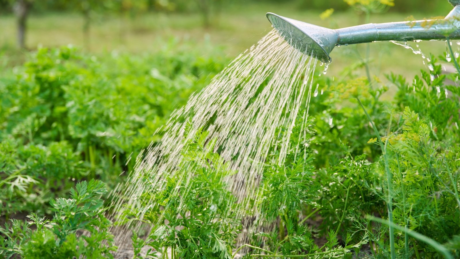 Watering a garden bed with lush finely divided foliage using a metal watering can.