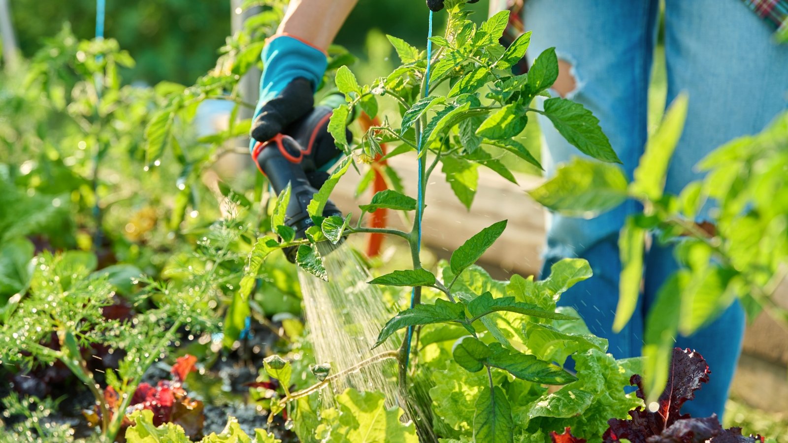 A female gardener with a hose waters a bed with various vegetable crops in a sunny garden.