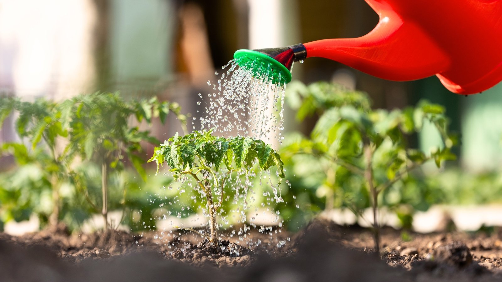 Watering young tomato seedlings from a large red watering can in a bed with loose, damp soil.