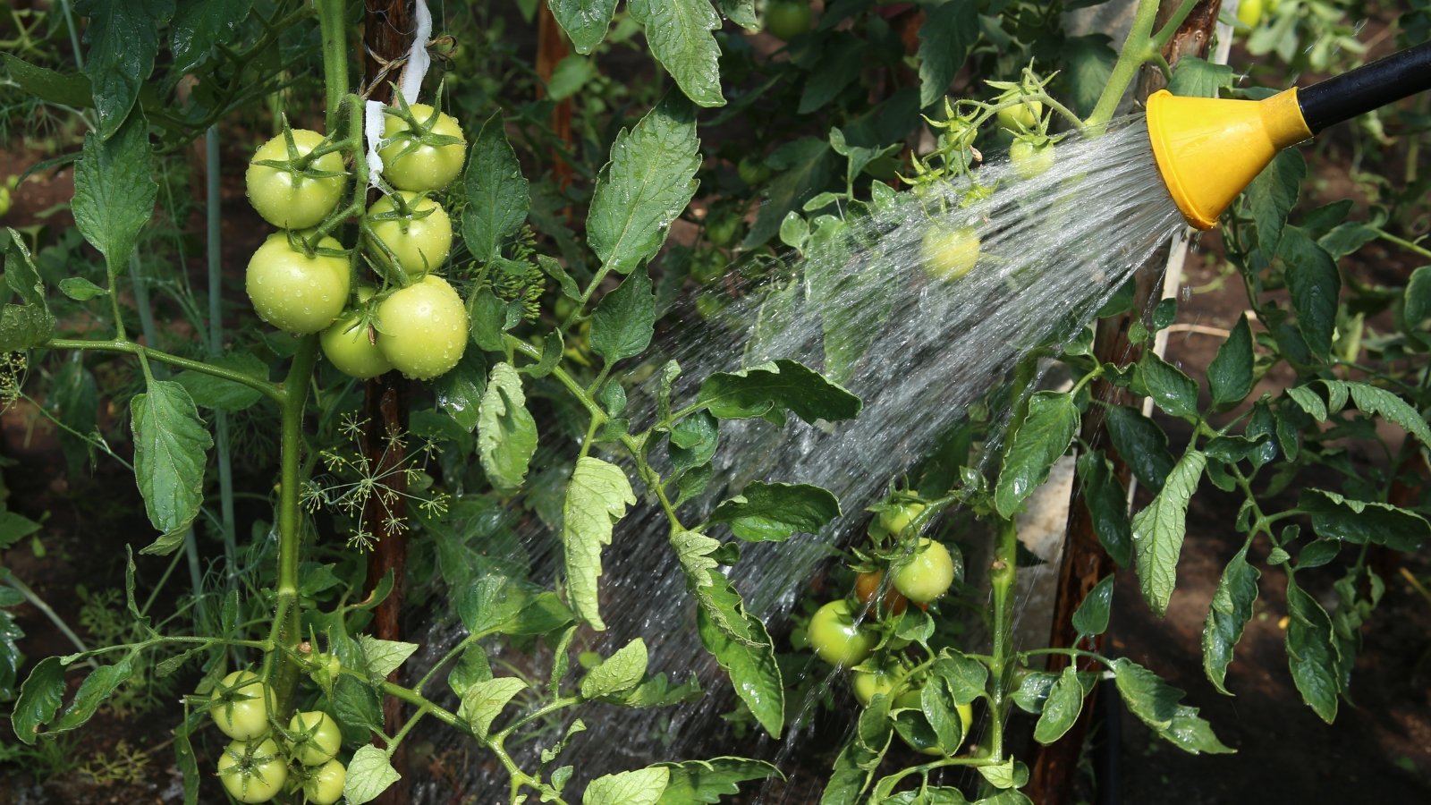 Green tomatoes clustered among lush foliage being watered with a hose and sprayer in the garden.