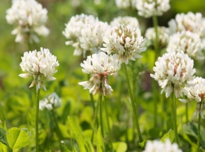 Close-up of flowering weeds that are good for the garden, with delicate green stems supporting clusters of trifoliate leaves with rounded, slightly notched leaflets and small, spherical flower heads in white hues.
