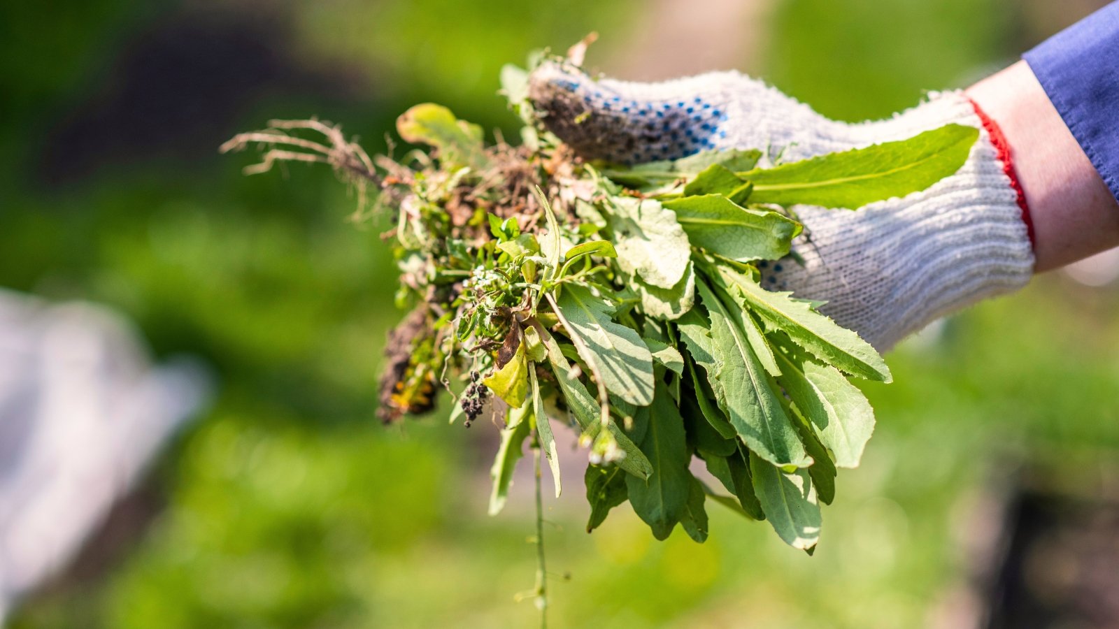 Close-up of a hand in a white glove holding a bunch of freshly picked weeds against a blurred green garden background.