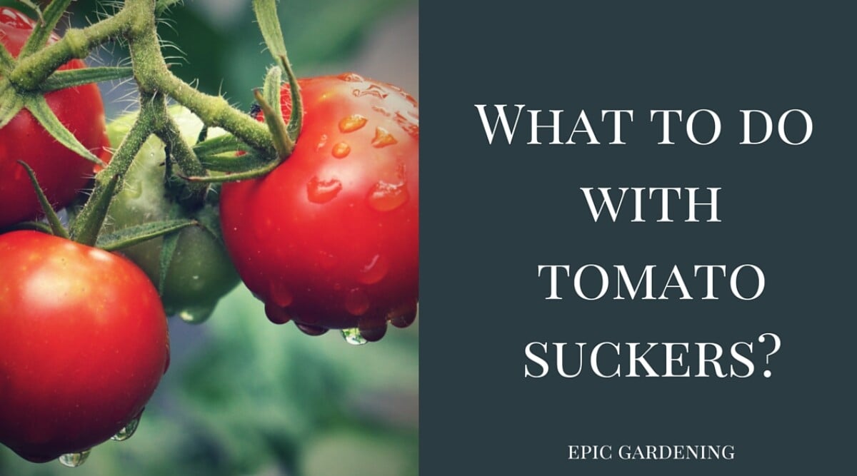 what do you do with tomato suckers