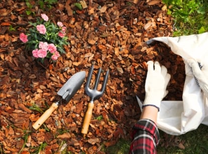 Top view close up of female hands in white gloves adding wood chip mulch from a large white bag to a flower bed with flowering carnations, showing when to mulch a garden.