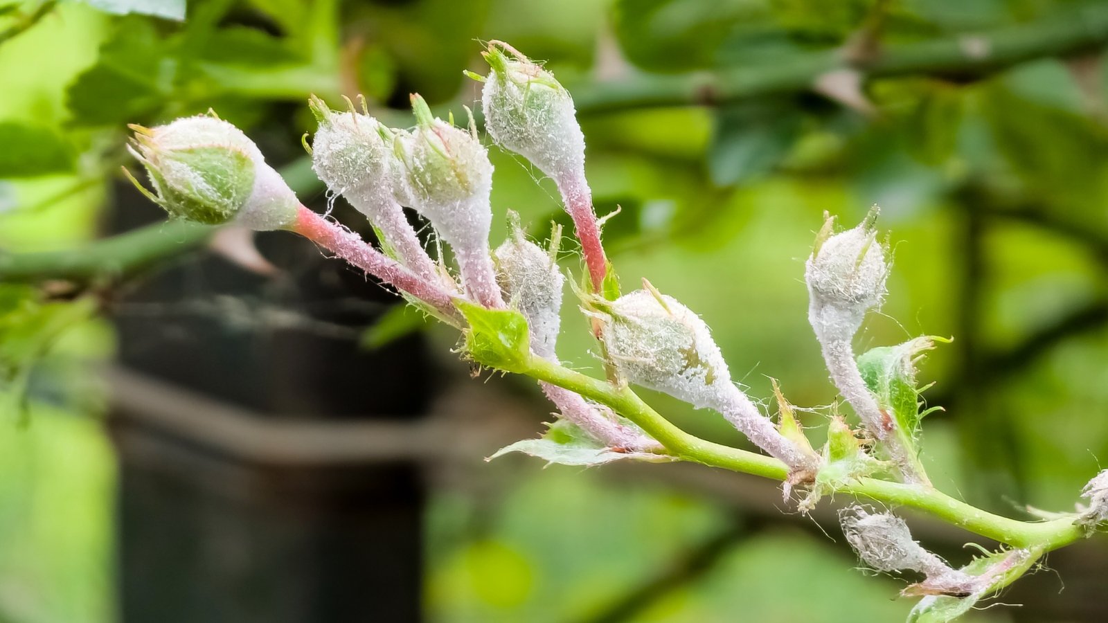 Close-up of rose buds and green stems covered in white powdery mildew, giving a dusty appearance and distorting new growth.
