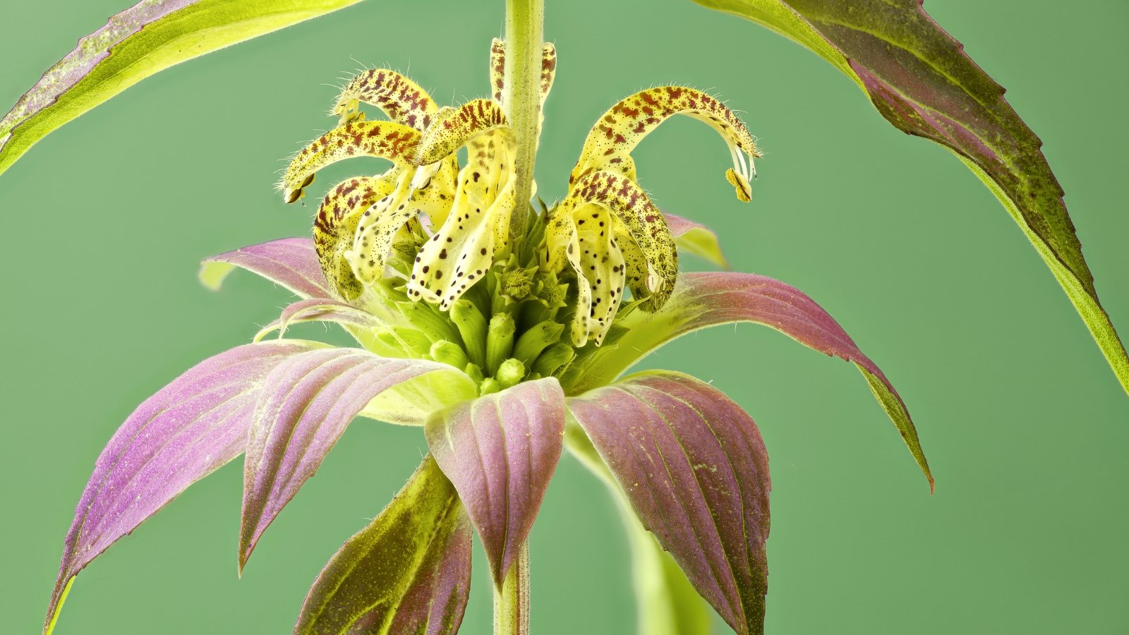 A close-up of a purple spotted bee balm flower, highlighting its distinctive coloration and intricate patterns on its petals.