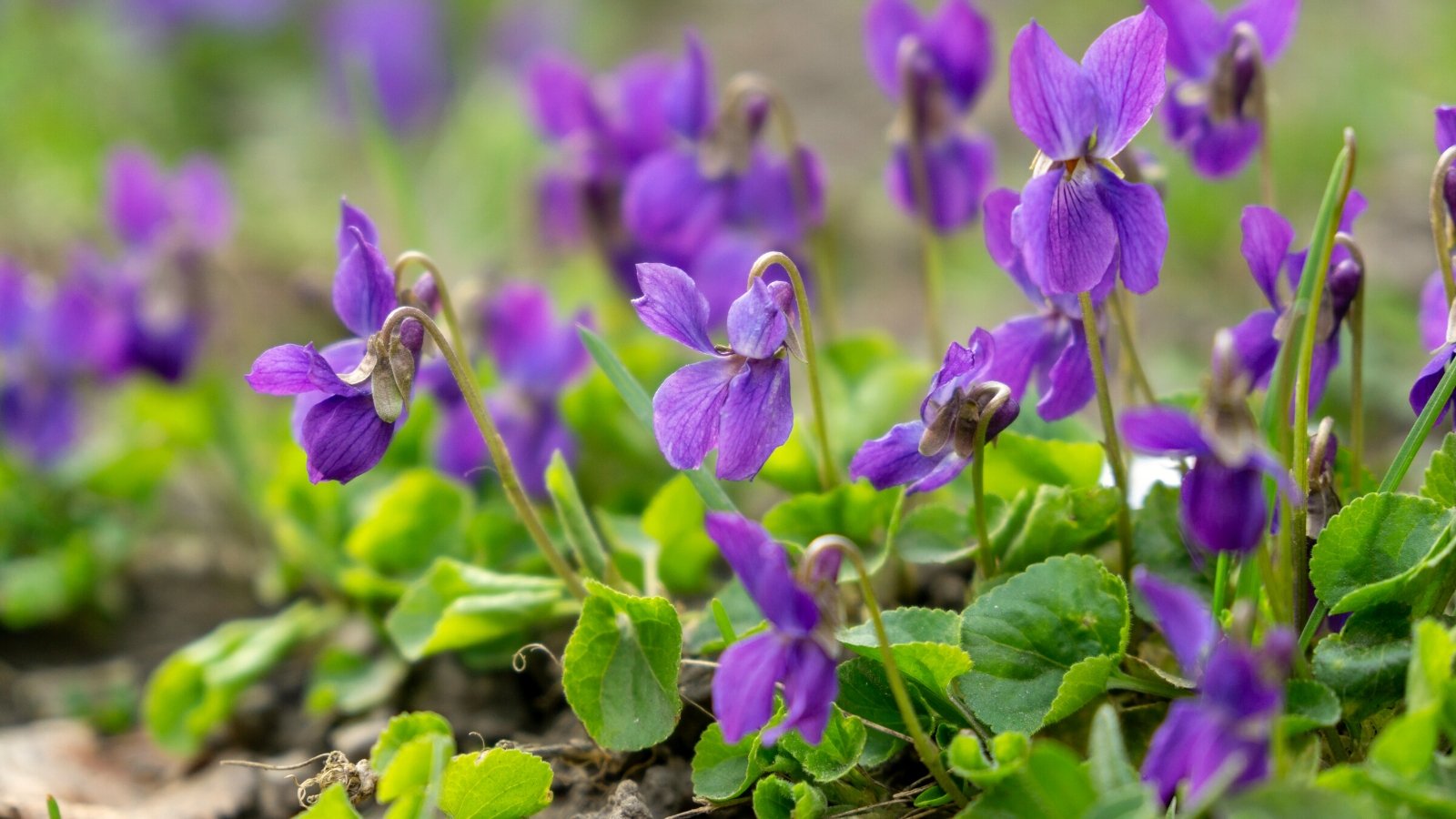 Close-up of blooming wild violets in the garden on a blurred background. Wild violets offer a picturesque display of delicate flowers scattered across a carpet of heart-shaped leaves. Each flower, with its five distinct petals, comes in purple color.