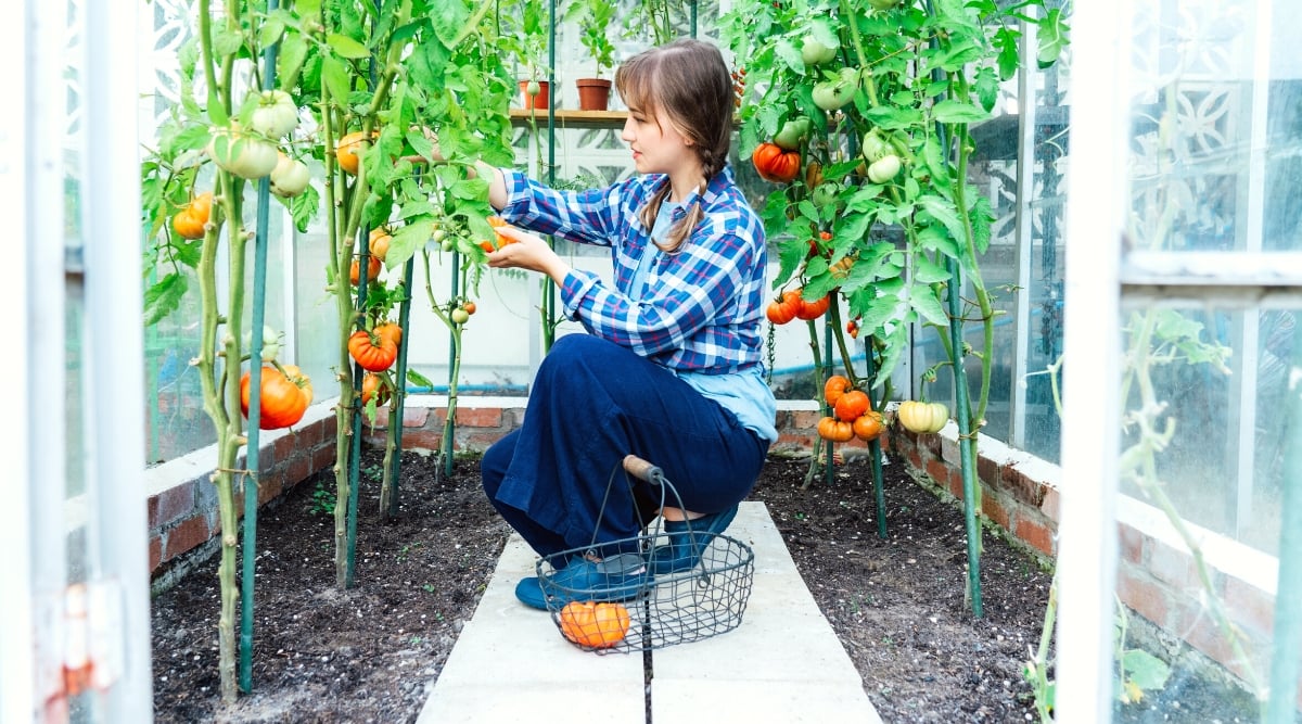 Young smiling woman picking ripe tomato fruits in a small greenhouse. The tomato plant is tall, and has vertical stems with complex leaves and large ripe round fruits. The leaves consist of oval leaflets with serrated edges and a slightly hairy texture. The fruits are large, round, slightly flattened, ribbed, with a thin orange-red skin. The plants are supported by vertical green supports. The girl has dark blond hair braided into two pigtails. She is wearing blue pants and a plaid blue and white shirt. Next to her, there is a small wicker basket of thin wire with one ripe tomato.