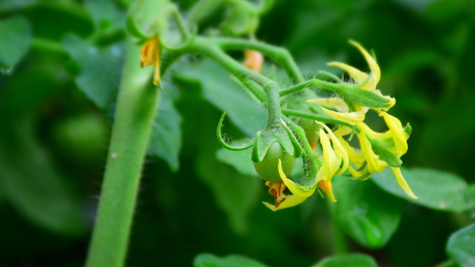 Young green tomato fruit emerging beneath a fresh yellow blossom in early development.

