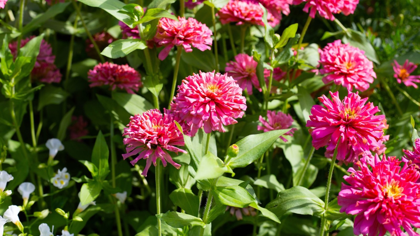 Brightly pink-colored pom-pom-like blossoms held high above bushy stems with alternating leafy growth under the bright sun in the garden.